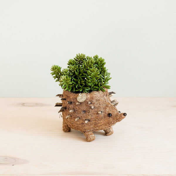 LIKHÂ Baby Hedgehog Plant Pot - Handmade Planters | LIKHÂ Planters LIKHÂ 