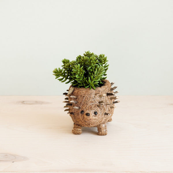 LIKHÂ Baby Hedgehog Plant Pot - Handmade Planters | LIKHÂ Planters LIKHÂ 