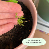 Cute Root Succulent Arrangements 8-Pack | Made Trade Cute Root 